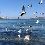 Avatar of Abdul Rahman