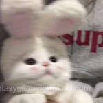 Avatar of Zafar Iqbal